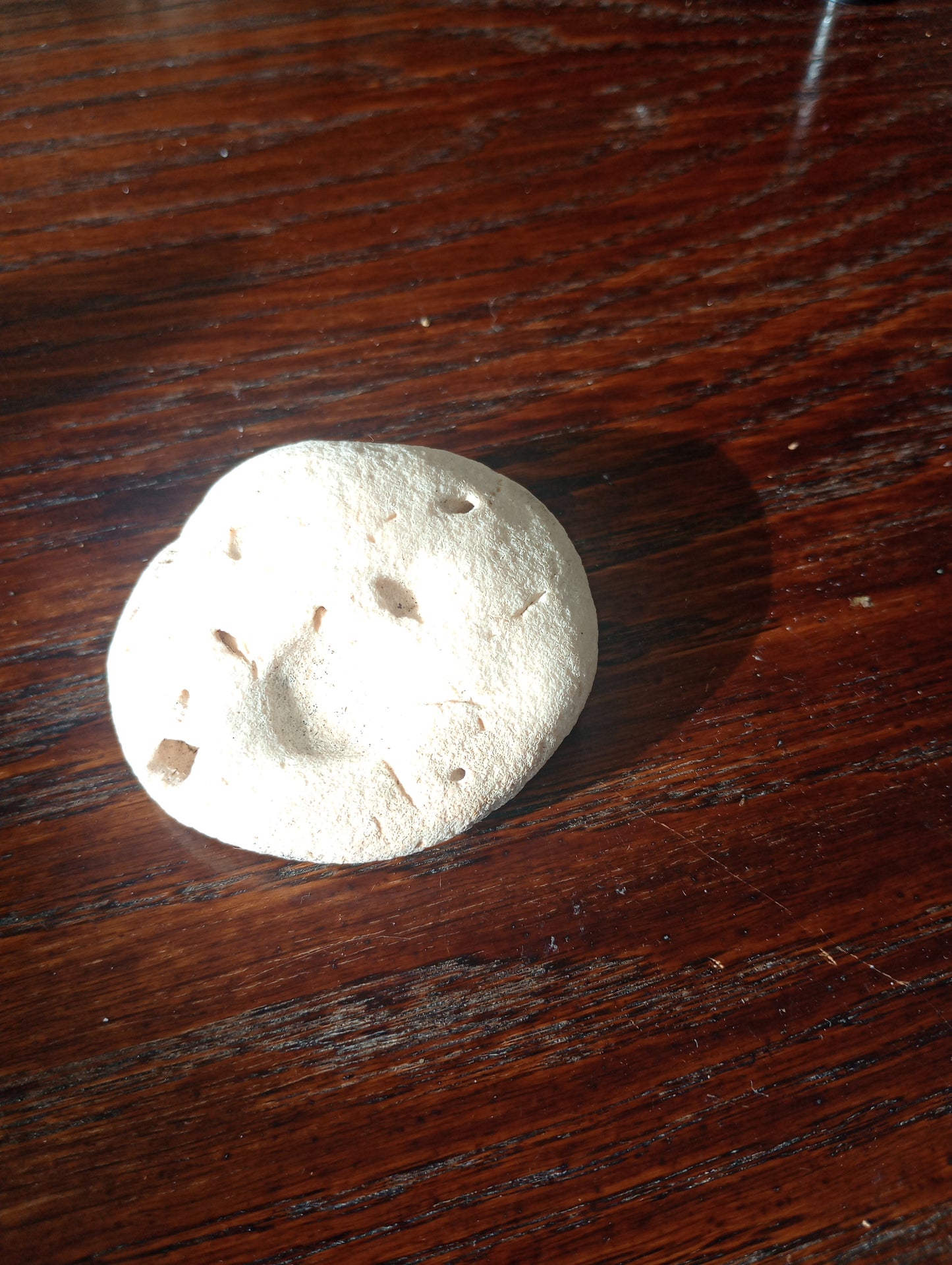White Round Coral Fossil