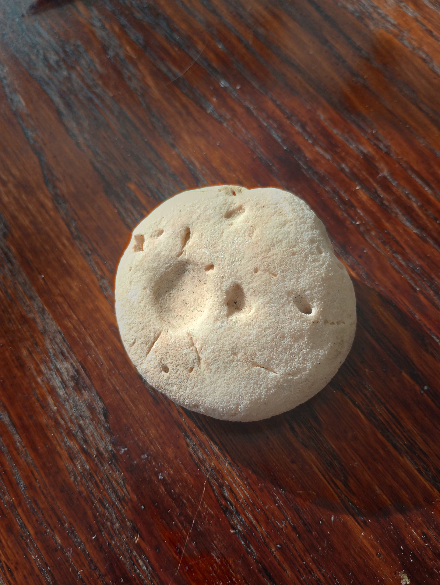 White Round Coral Fossil