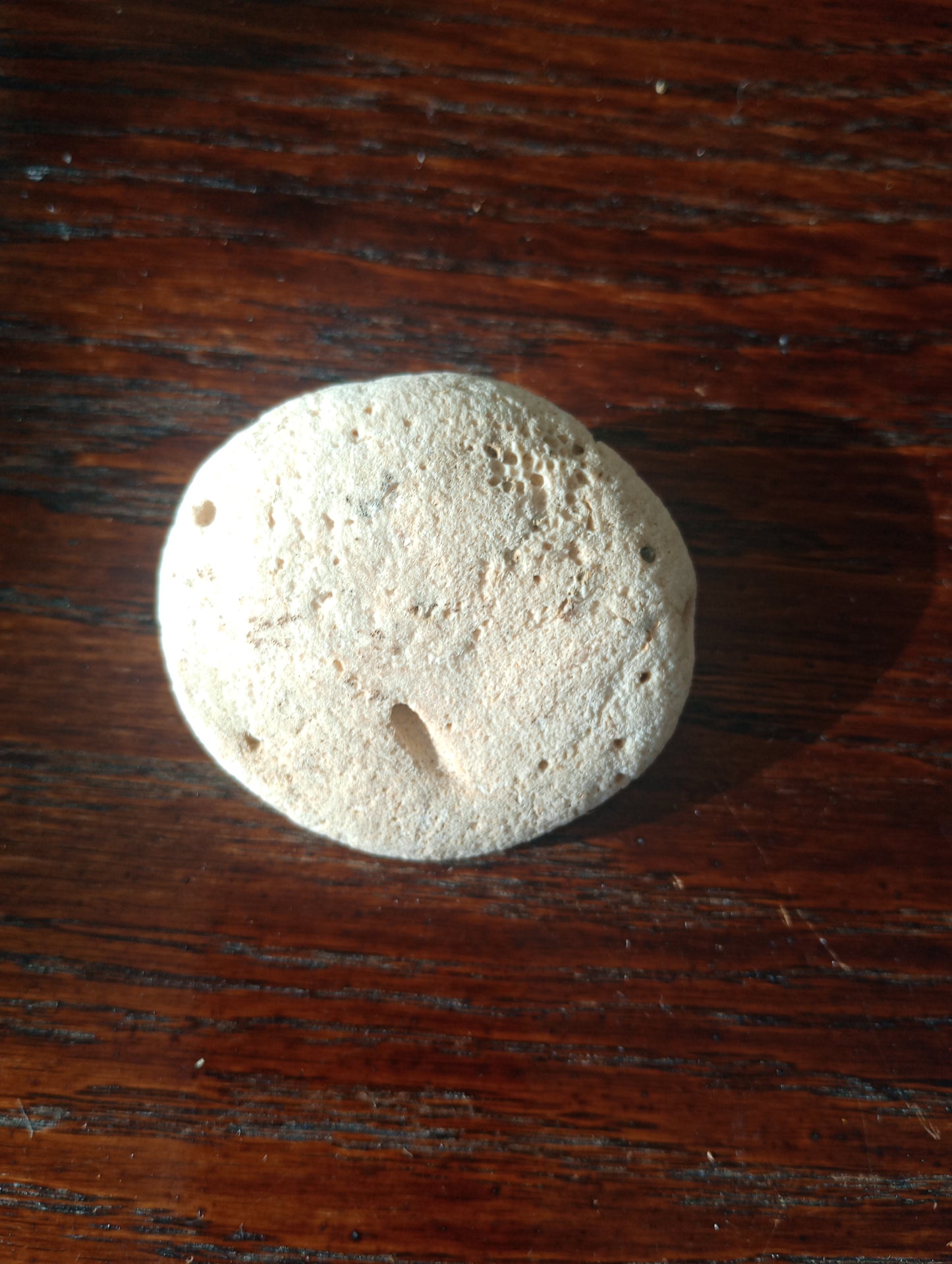 White Round Coral Fossil