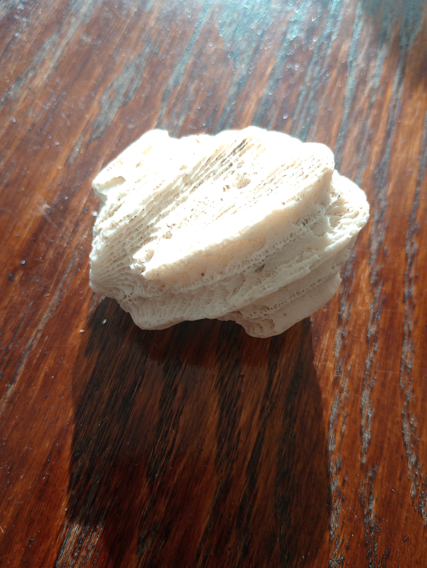 White Coral Fossil