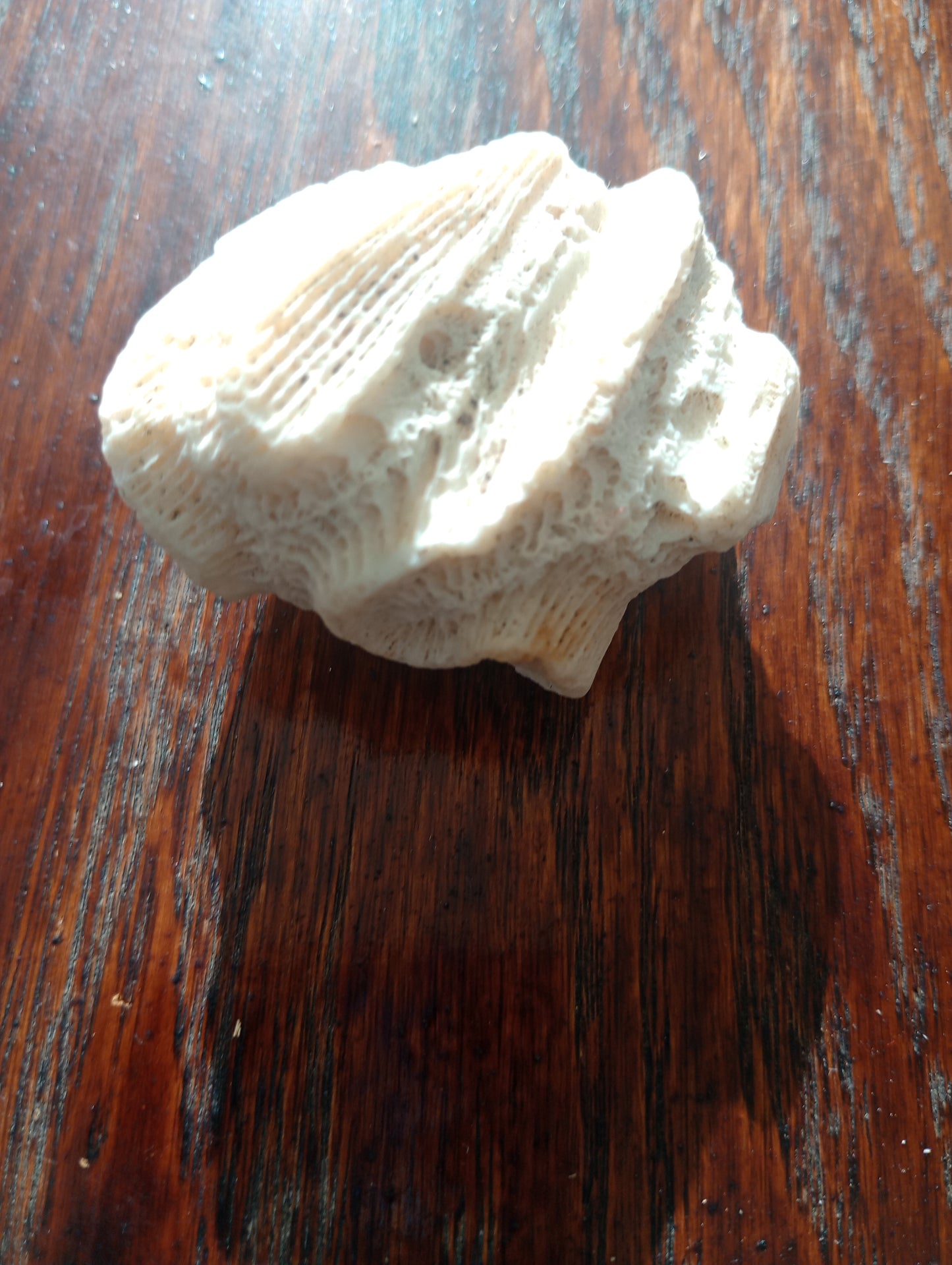 White Coral Fossil