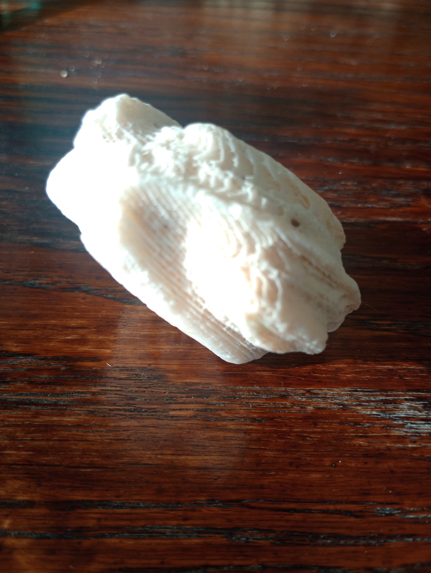 White Coral Fossil