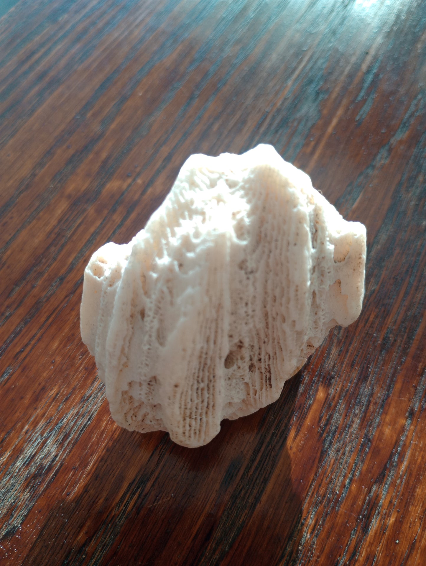 White Coral Fossil