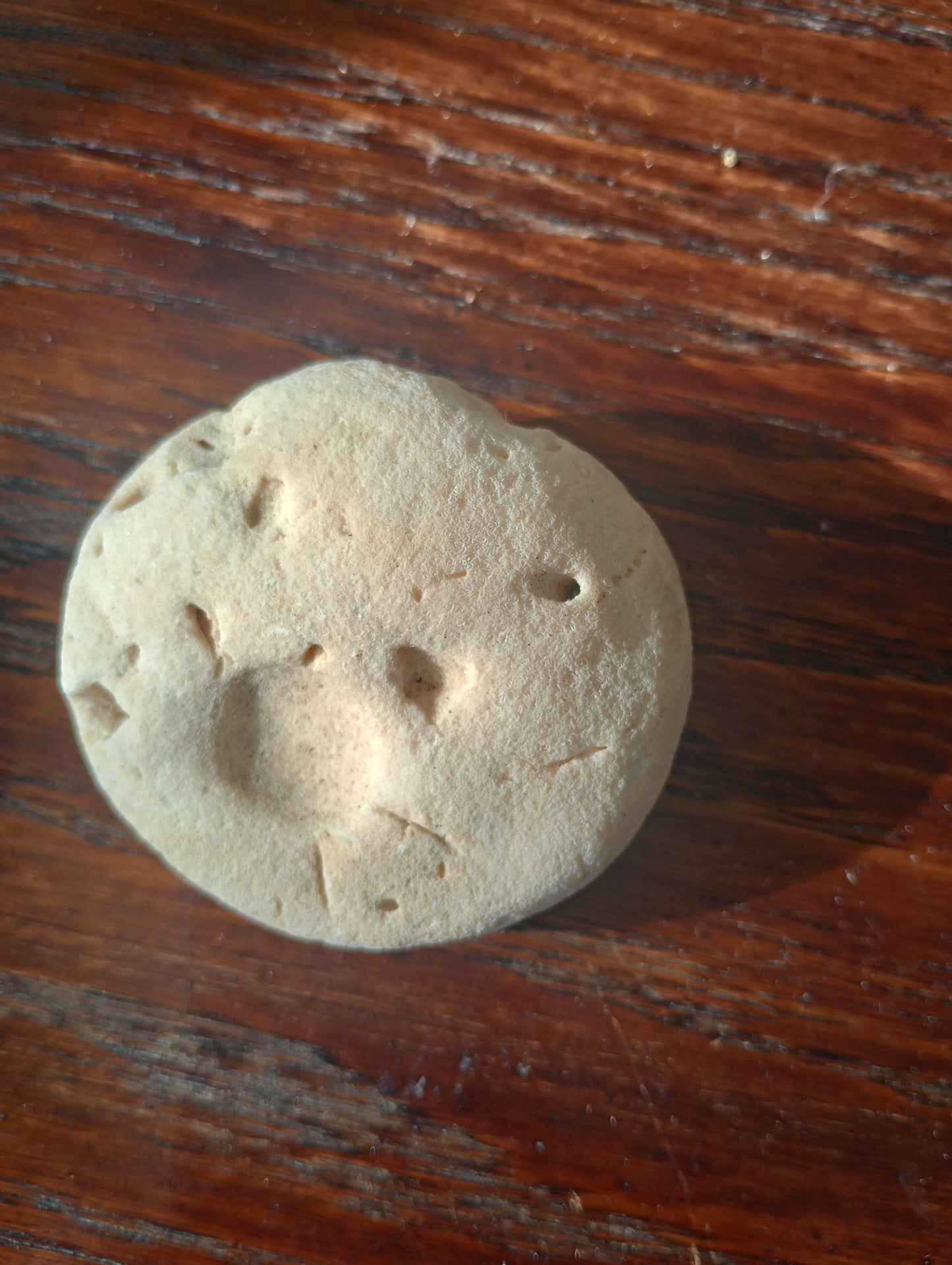 White Round Coral Fossil